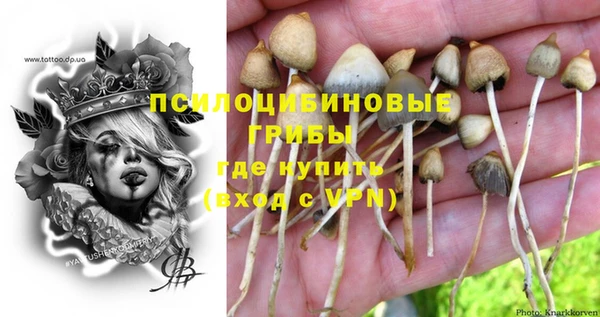 стафф Арсеньев